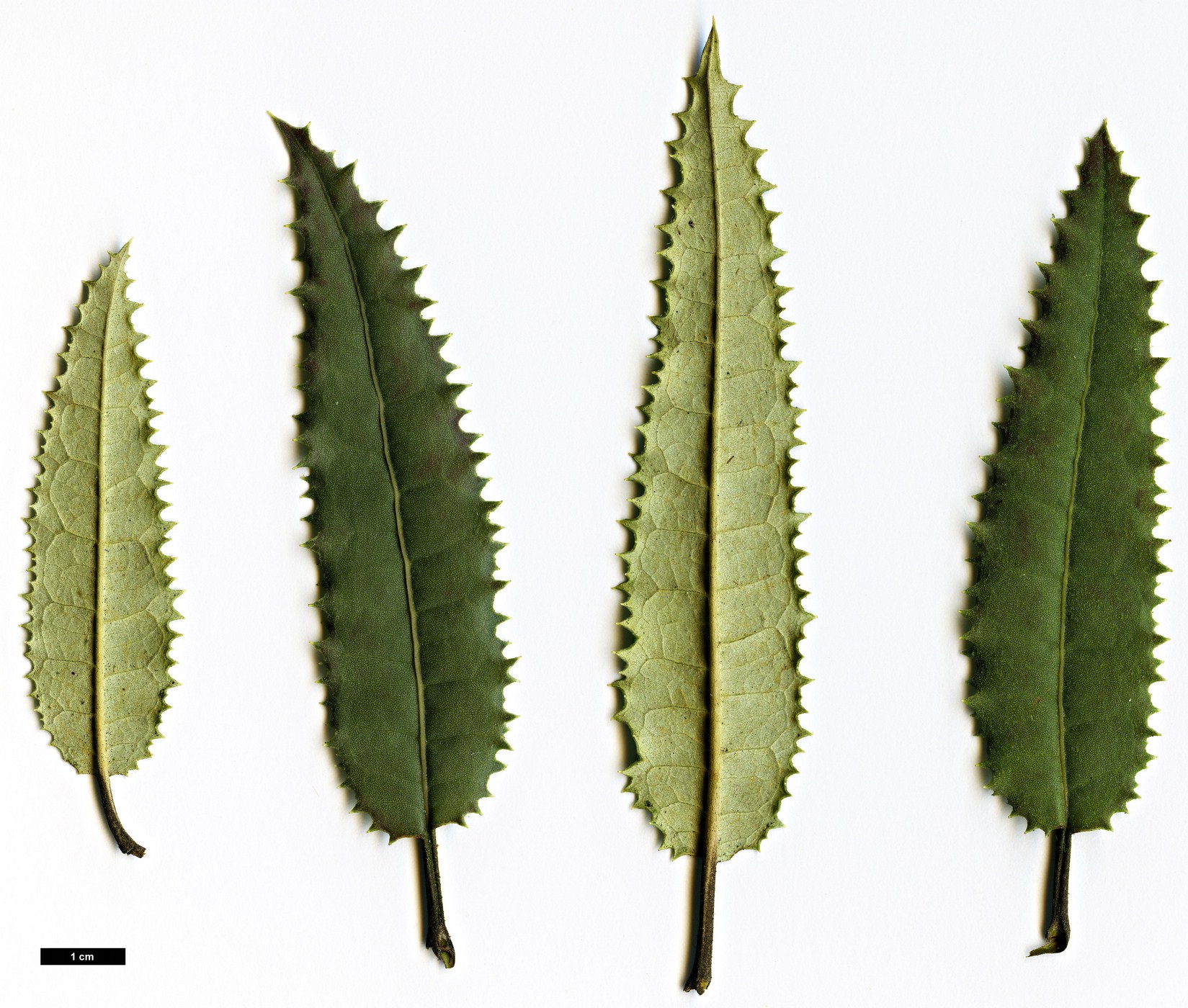 High resolution image: Family: Asteraceae - Genus: Olearia - Taxon: ilicifolia